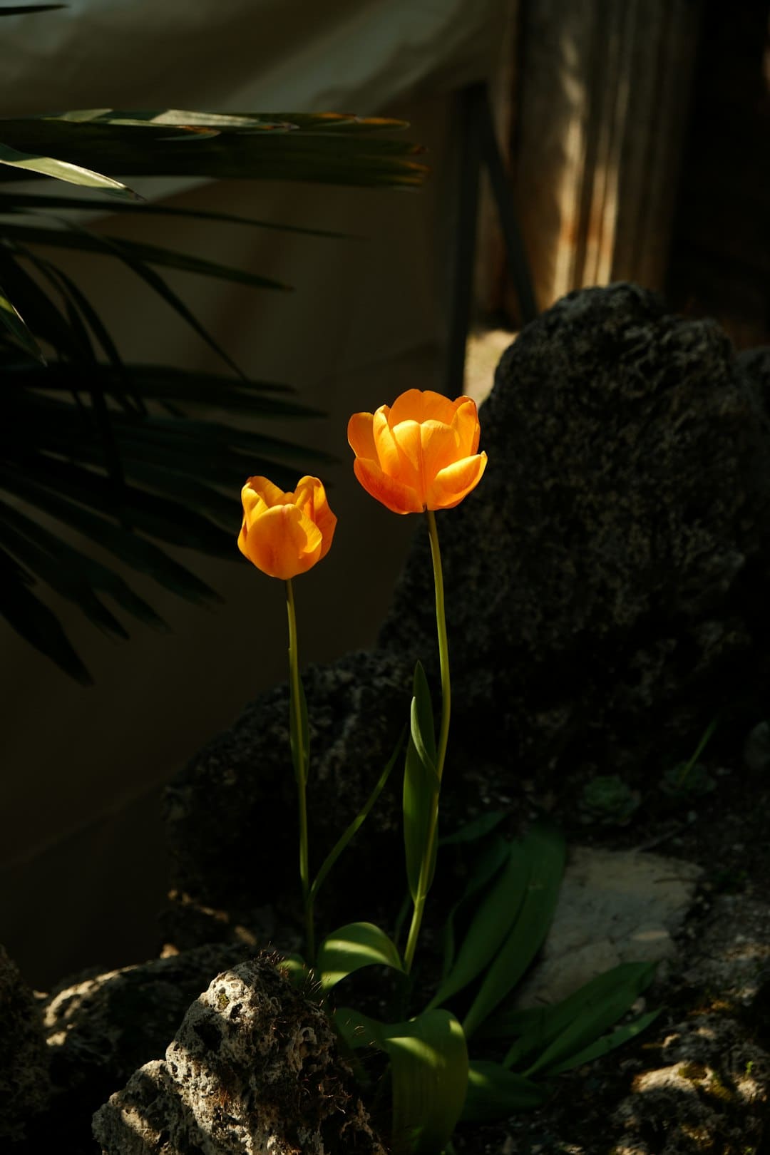 莲花控股：累计回购股份数量约为2497万股
